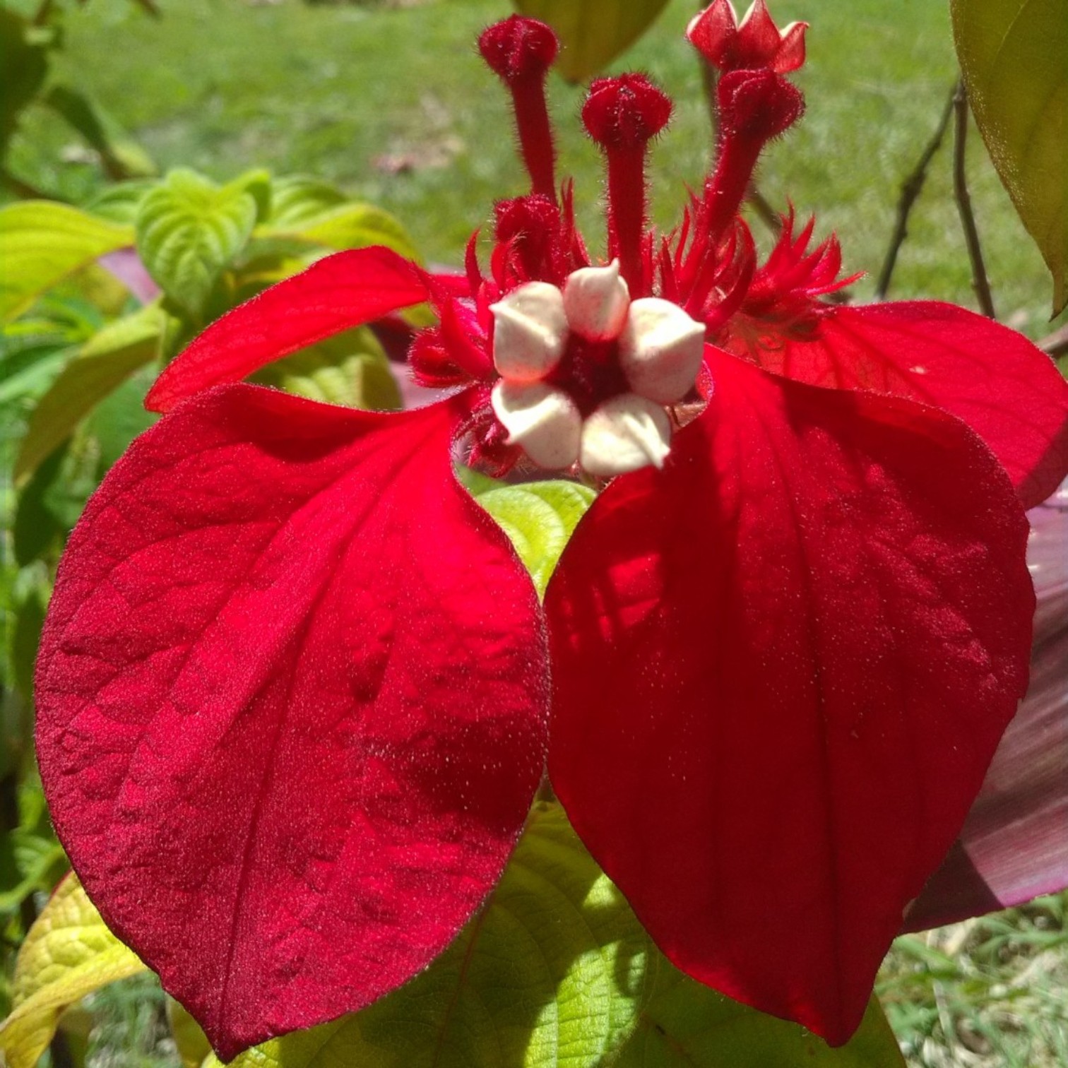 Exotic Red Mussaenda Flower (Mussaenda erythrophylla) Live Plant
